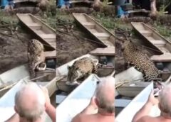 IMAGENS MOSTRAM ONÇA SENDO ALIMENTADA NA REGIÃO ONDE HOMEM FOI ATACADO E MORTO NO PANTANAL