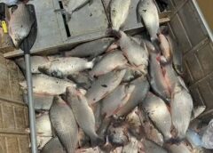 POLICIA APREENDE MEIA TONELADA DE PEIXES E MULTA TRIO EM R$ 32 MIL POR PESCA ILEGAL NO INTERIOR DE SP