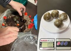 MÃE DE PRESO É DETIDA AO TENTAR ENTRAR COM MACONHA ESCONDIDA EM BOLO DE ANIVERSÁRIO EM PRESÍDIO DE MS