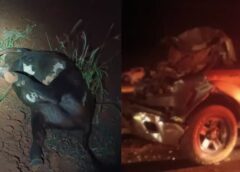 ACIDENTE DEIXA DUAS VACAS MORTAS APÓS CAMINHONETE ATINGIR ANIMAIS SOLTOS NA PISTA EM MS