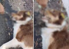 CÃO COMUNITÁRIO É ENCONTRADO MORTO COM GALHO NA BOCA E CASO É INVESTIGADO PELA POLICIA NO INTERIOR DE SP