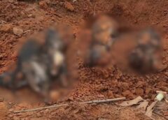 POLICIA INVESTIGA MAUS-TRATOS APÓS DESCOBERTA DE ANIMAIS ENTERRADOS EM TERRENO NO INTERIOR DE SP
