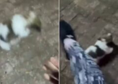 INFLUENCER É PRESA APÓS GRAVAR E POSTAR VÍDEO CHUTANDO FILHOTE DE SHIH-TZU EM MS