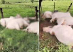 OITO BOIS SÃO ENCONTRADOS MORTOS POR SUSPEITA DE TEREM SIDO ATINGIDOS POR RAIO EM FLORIDA PAULISTA SP